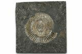 Dactylioceras Ammonite Fossil - Posidonia Shale, Germany #358334-1